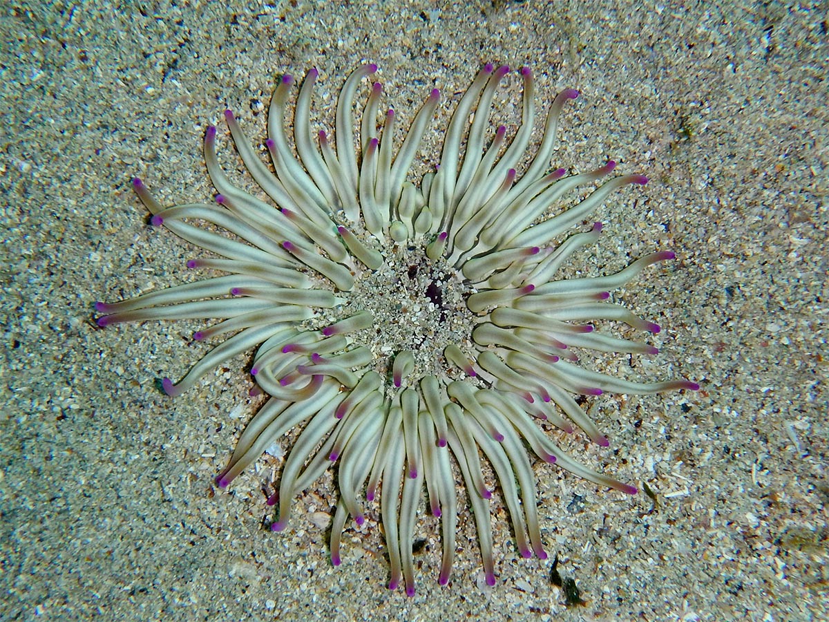 Condylactis aurantiaca